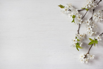 Background with flowering spring branches of plums, cherries