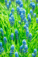 Beautiful flowers muscari on a green background