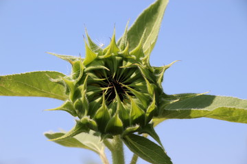 Sonnenblume vorm Aufblühen