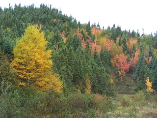 autumn in the forest