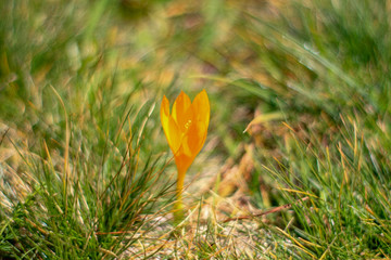 High mountain crocus
