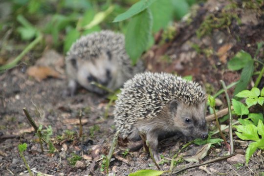 Igelchen
