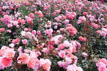 pink flowers in the garden