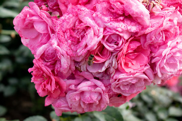 pink rose on black background