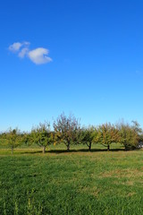 Obstbäume im Herbstlicht in Esslingen am Neckar (Baden-Württemberg)