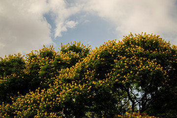 tree in spring