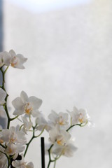 Naklejka na ściany i meble white mini orchids