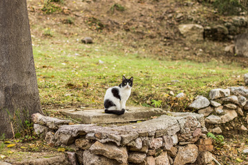 black and white street cat sit looking at camera in park outdoor nature environment 