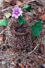 Cute little hedgehog hid away rolling itself up to a ball. It has a flower on its head.