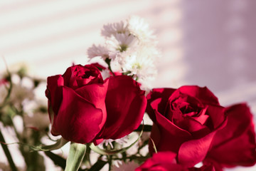 red rose on white background