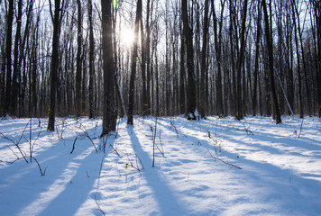 Sunset in winter forest