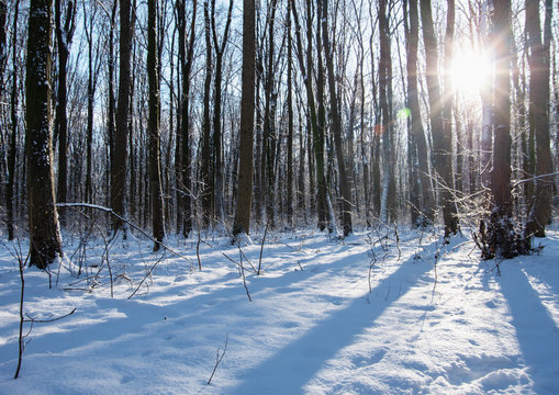 Fototapeta winter forest with trees covered snow