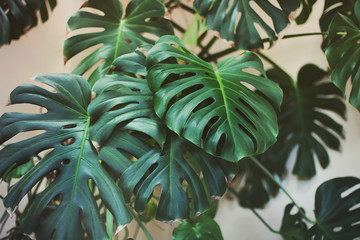  Big leaves of a plant