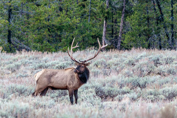 Naklejka na ściany i meble bull elk in the forest