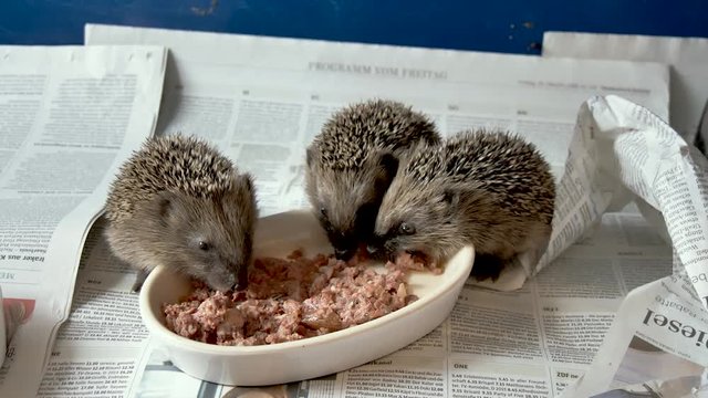 Igelbabies beim fressen