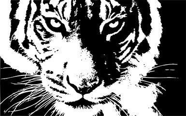 Plakaty  głowa tygrysa ręcznie rysowane wektor