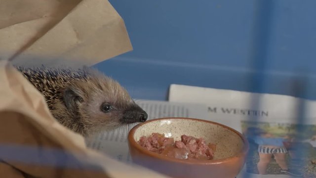 Igelbaby l&auml;sst es sich schmecken
