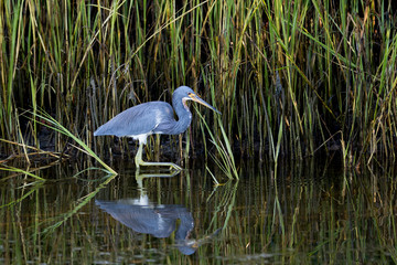 Tricolored Heron (Egretta tricolor) wading in front of swamp grass looking for food at Ft. Desoto Park near St. Pete Beach, Florida.
