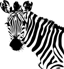 Fototapety  zebra na białym tle