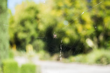 Araña en telaraña