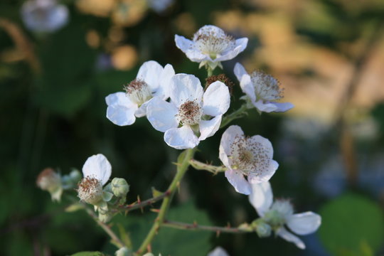 wildflower