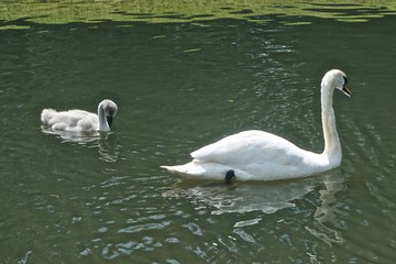 Mute swan (Cygnus cygnus) and cygnet in a pond in the garden at Blair Castle, a 13th-century stronghold in the Scottish Highlands.
