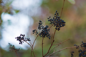 berries on a branch macro