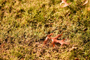autumn grass with leaf