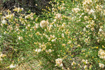 Fall dry flowers bloom with pollen for allergy 