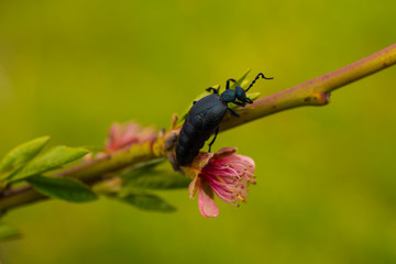 Peach blossom in April. Pink flowers of fruit tree. Meloe proscarabaeus.