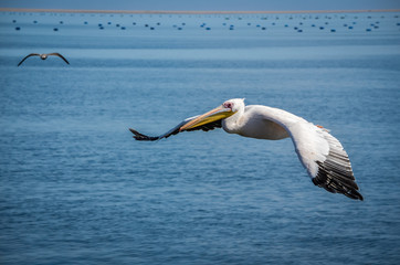 Pelican