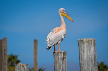 Pelican