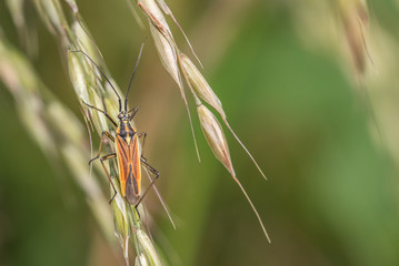 Meadow plant bug