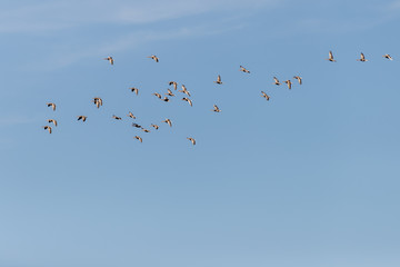Greylag geese in flight