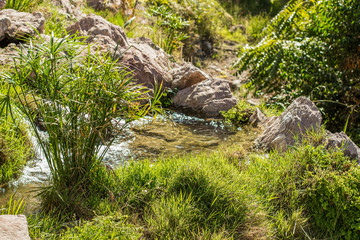 exterior design landscape of small stream waterfall, vivid green plants and stone park outdoor on back yard beautiful spring space