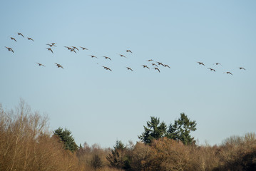 Greylag geese in flight