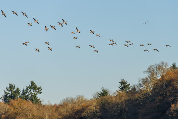 Greylag geese in flight over Warnham West Sussex