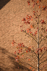 tree on brick wall background