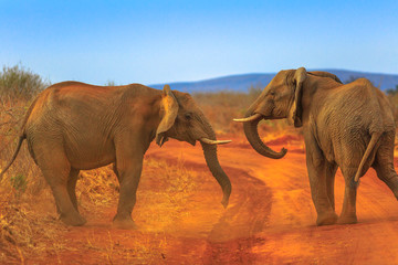 Fototapeta na wymiar Two adult Elephants, Loxdonta Africana, facing each other, on red sand. Game drive safari in Madikwe Reserve, South Africa, near Botswana and Kalahari Desert. The African Elephant is part of Big Five.