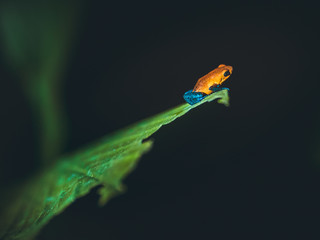 Poison frog, frog blue jeans in natural environment, Costa Rica