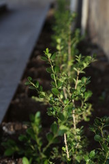 Growing Plant - Planta Crescendo 