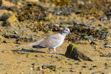 Eurasian Collared Dove, Streptopelia decaocto, dove eating on the beach
