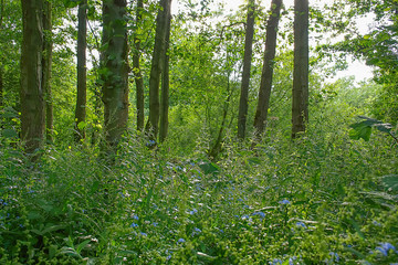 Fototapeta premium British woodland in summer