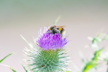 Bumblebee covered with pollen collecting nectar from thistle flower growing on uk field.Bright and vibrant nature image with blurred background and copy space.