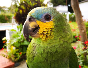 Amazona aestiva (green parrot with yellow cheeks) of beautiful plumage and blue forehead on a tropical estate