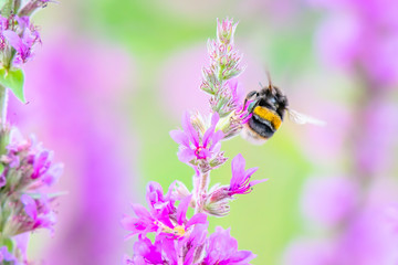Bumblebee in flight with visible wings movement on british meadow in summer.Bright and vibrant image with blurred background and copy space.