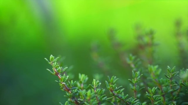 Thyme. Organic aromatic herbs. Thyme closeup growing in a garden. Seasoning, cooking ingredients. Slow motion 4K UHD video footage. 3840X2160