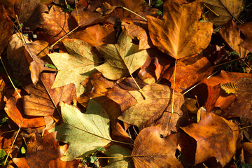 Autumn leaves on the ground in the sunshine, Cornwall, UK