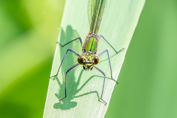 Banded demoiselle, Calopteryx splendens, female sitting on leaf.Close up portrait.