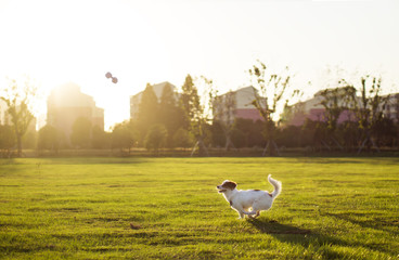 Dog and hostess, park background
